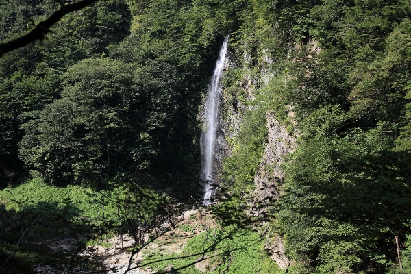 Tree forest waterfall river Photo