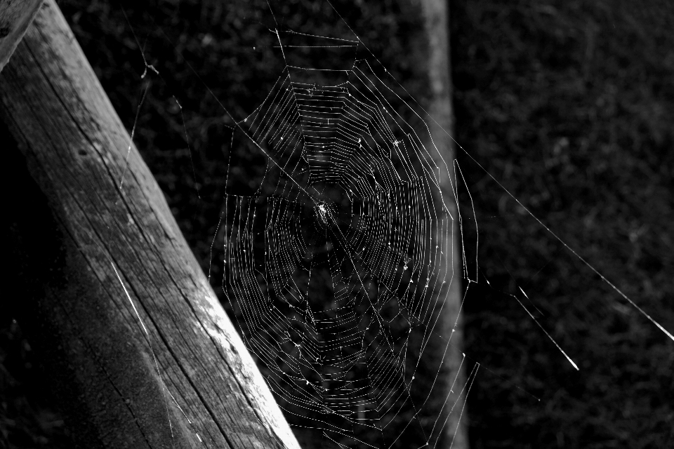 Landscape nature wing black and white