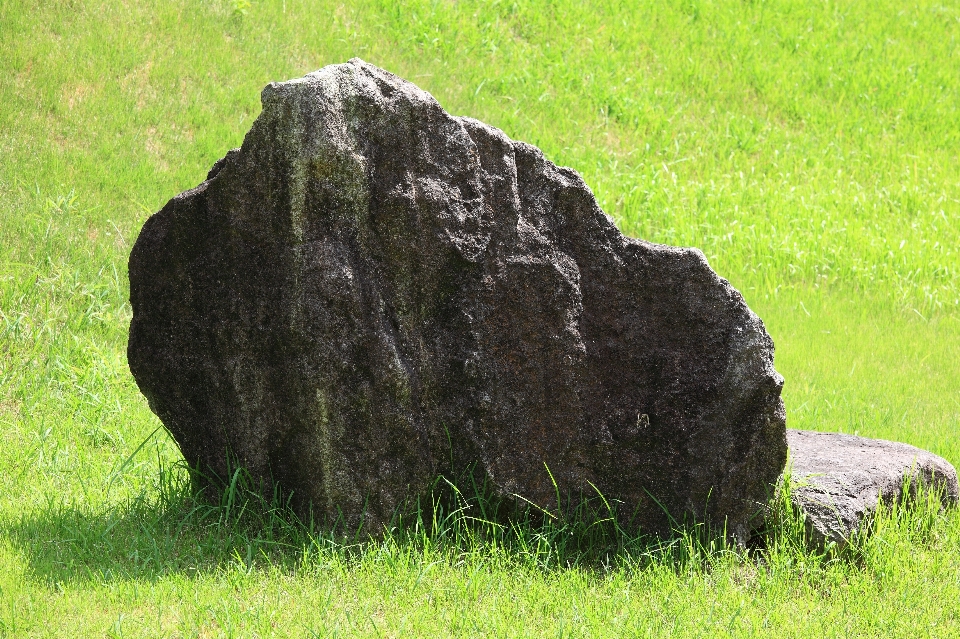 Arbre herbe rock pelouse