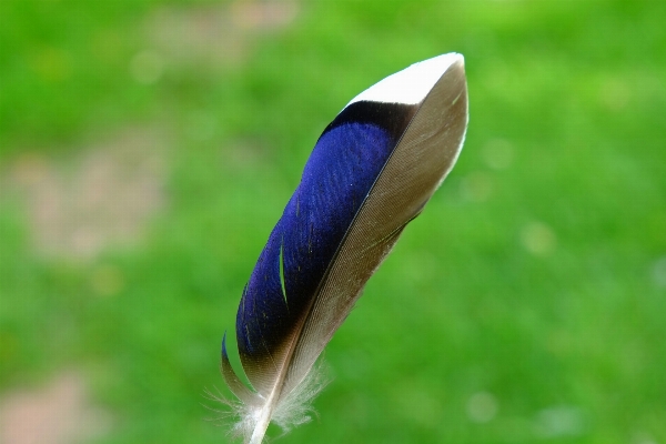 Water nature grass bird Photo