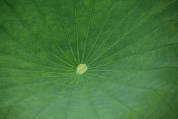 自然 植物 阳光 叶子 照片