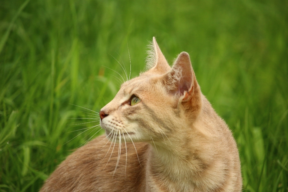 草 草原 野生动物 小猫