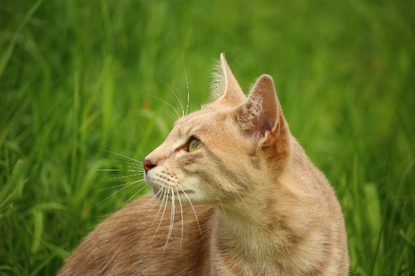 Foto Césped pradera
 fauna silvestre gatito