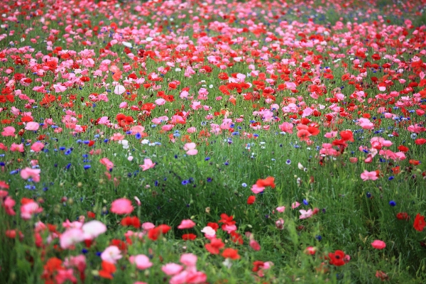 Grass plant field lawn Photo