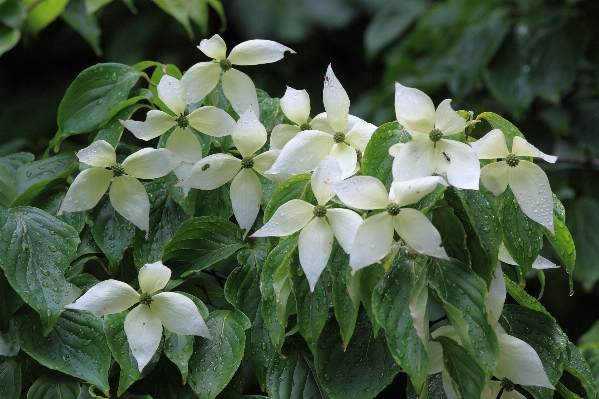 开花 植物 花 绿色的 照片