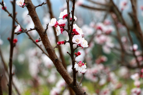 Foto Albero natura ramo fiore