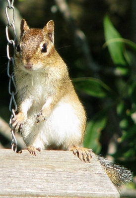 Photo Souris faune mammifère écureuil