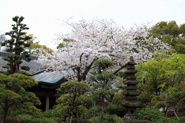 Tree branch blossom plant Photo