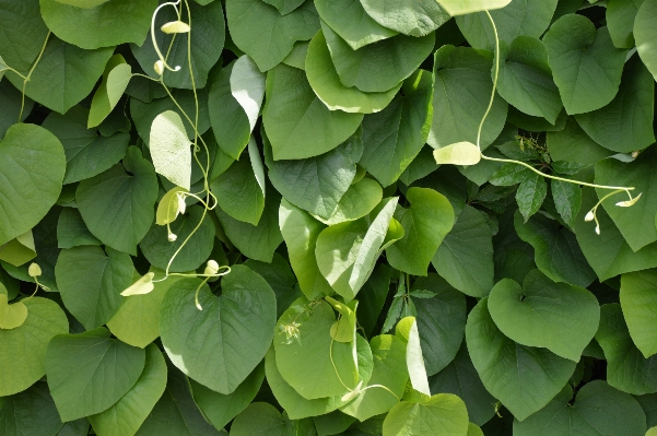 木 ブランチ ライト 植物 写真