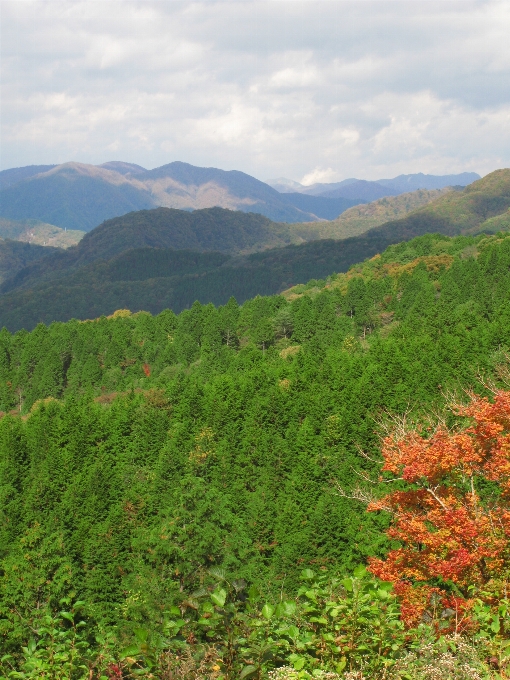 風景 木 森 荒野
