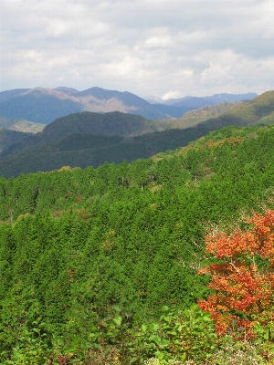 風景 木 森 荒野
 写真