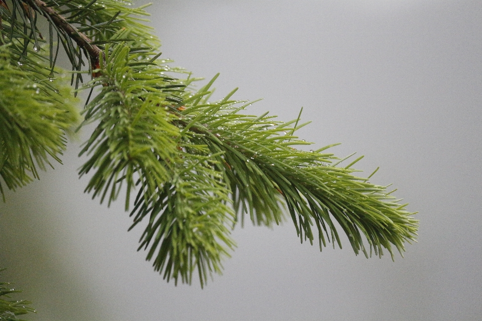 Baum natur wald zweig