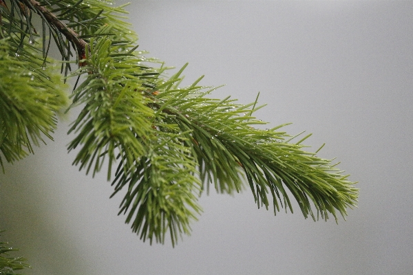 Tree nature forest branch Photo