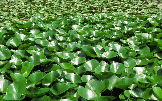 水 草 植物 芝生 写真