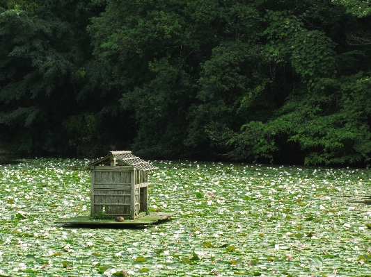 Water forest grass lawn Photo