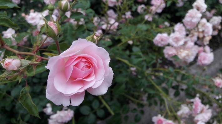 自然 森 花 植物 写真