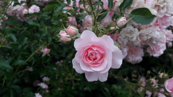 自然 森 花 植物 写真