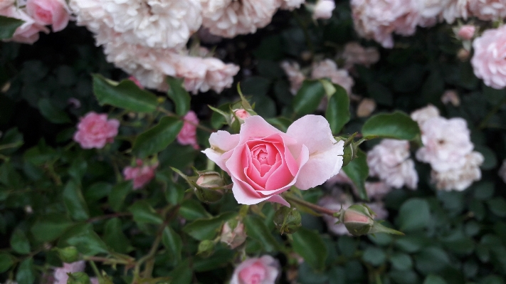 自然 森 花 植物 写真