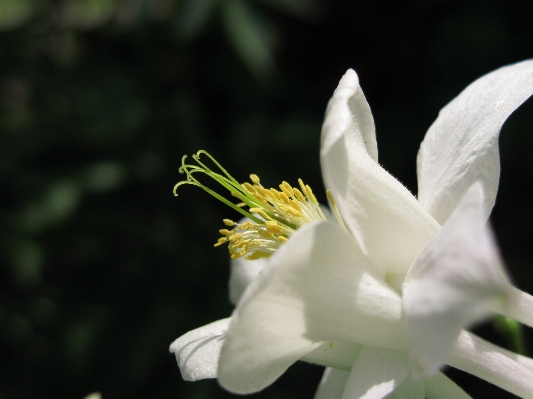 自然 花 植物 白 写真