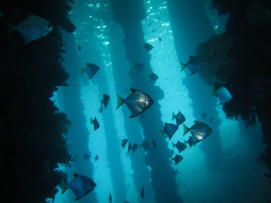 Recreation diving underwater high Photo