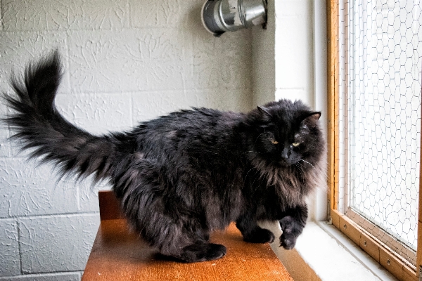 Cat mammal black whiskers Photo