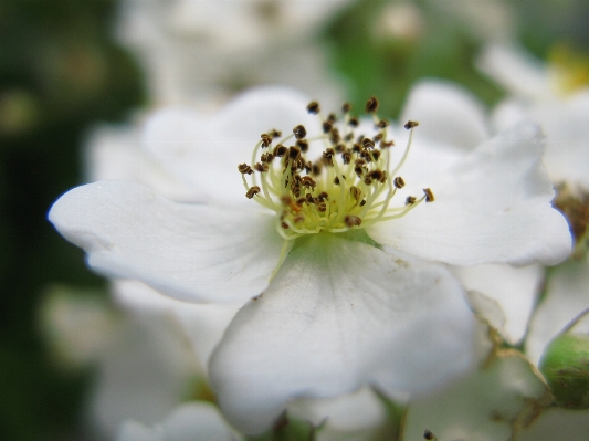 Nature branch blossom plant Photo