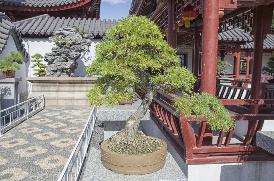 树 植物 城市 家