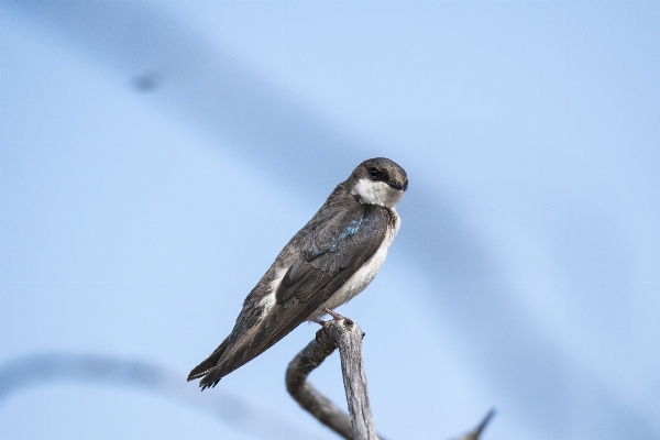 Photo Arbre bifurquer oiseau aile