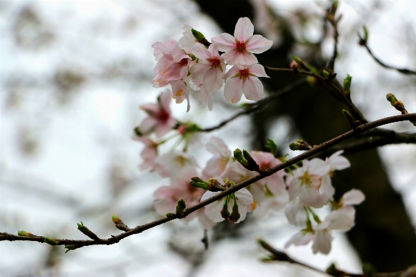 ブランチ 花 植物 食べ物 写真