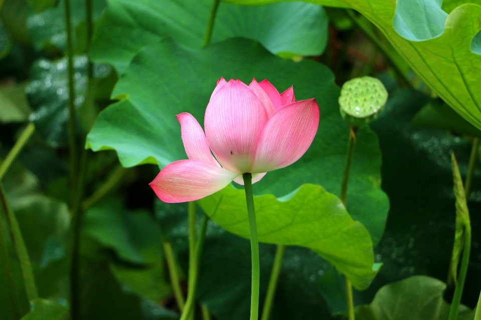 Planta flor pétalo verde