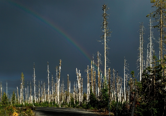 風景 木 自然 地平線 写真