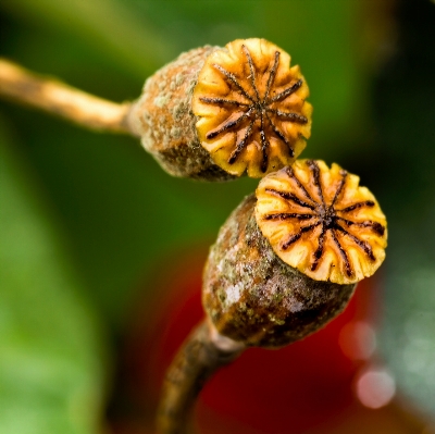 Foto árbol naturaleza rama planta