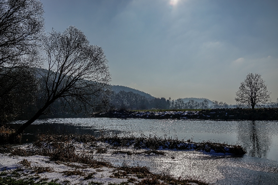 Landscape tree water nature