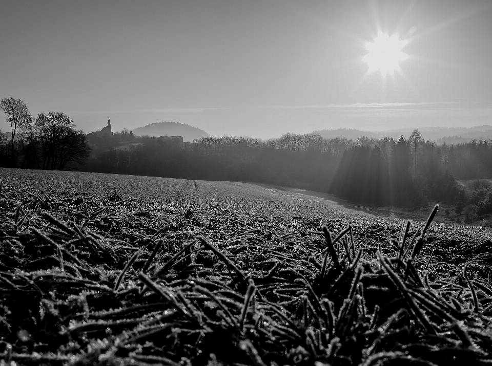 Paesaggio albero natura erba