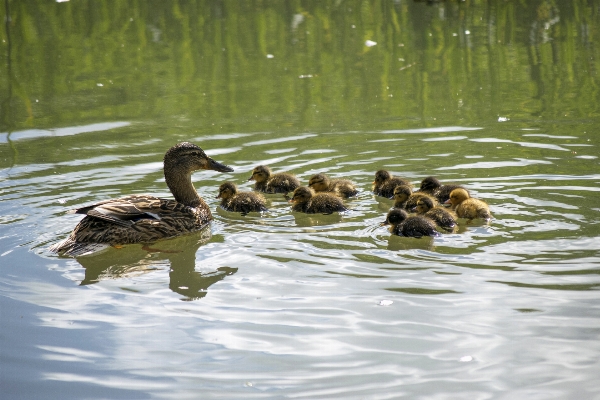 Water nature outdoor bird Photo