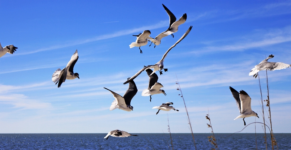 Meer vogel himmel seevogel
