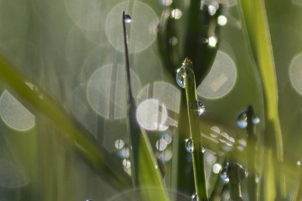 Water nature grass outdoor Photo