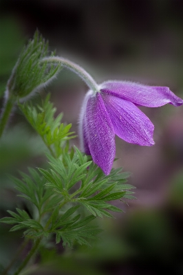 Nature blossom plant leaf Photo