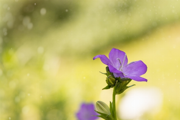 Nature blossom plant photography Photo