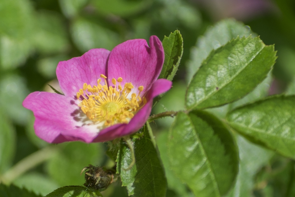 Exterior florecer planta flor