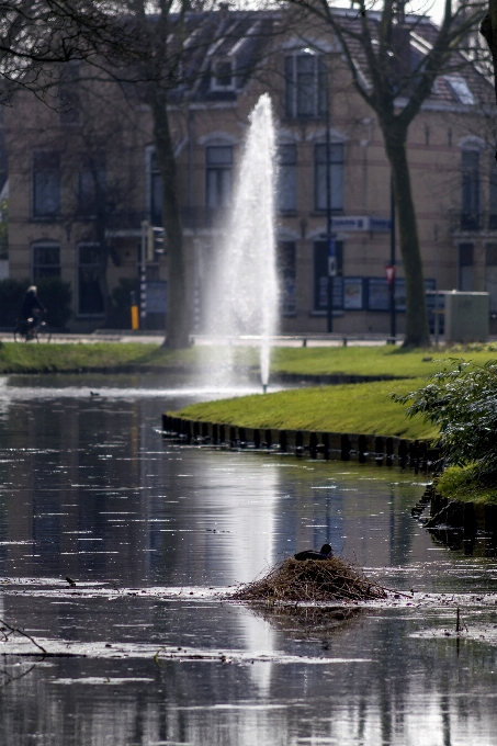 Albero acqua all'aperto architettura