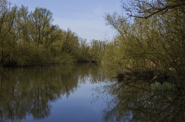 Landscape tree water nature Photo