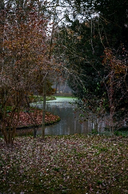 Foto Lanskap pohon alam hutan