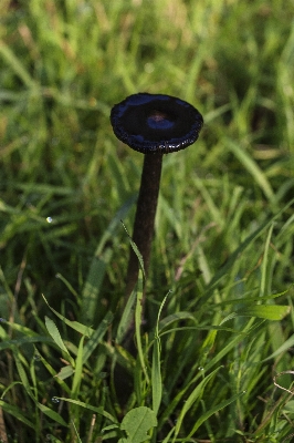 Grass outdoor plant lawn Photo