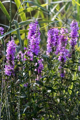 Nature grass outdoor plant Photo