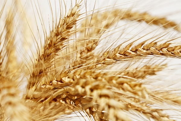 Plant field barley wheat Photo