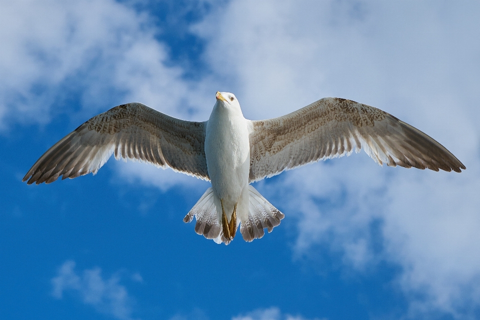 Burung sayap udara satwa