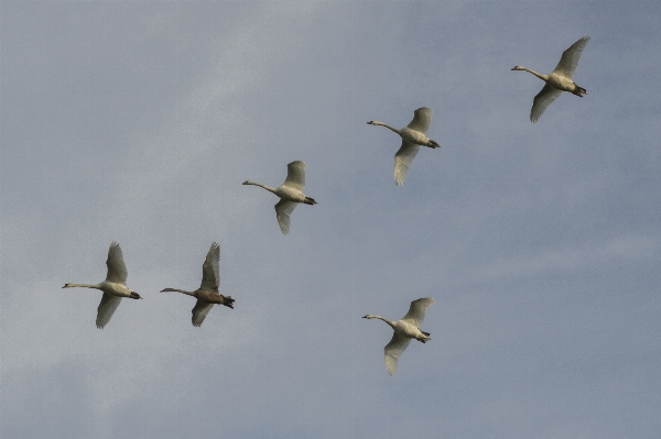 Nature outdoor bird wing Photo