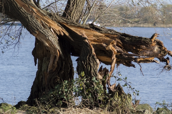 Tree nature outdoor wilderness Photo