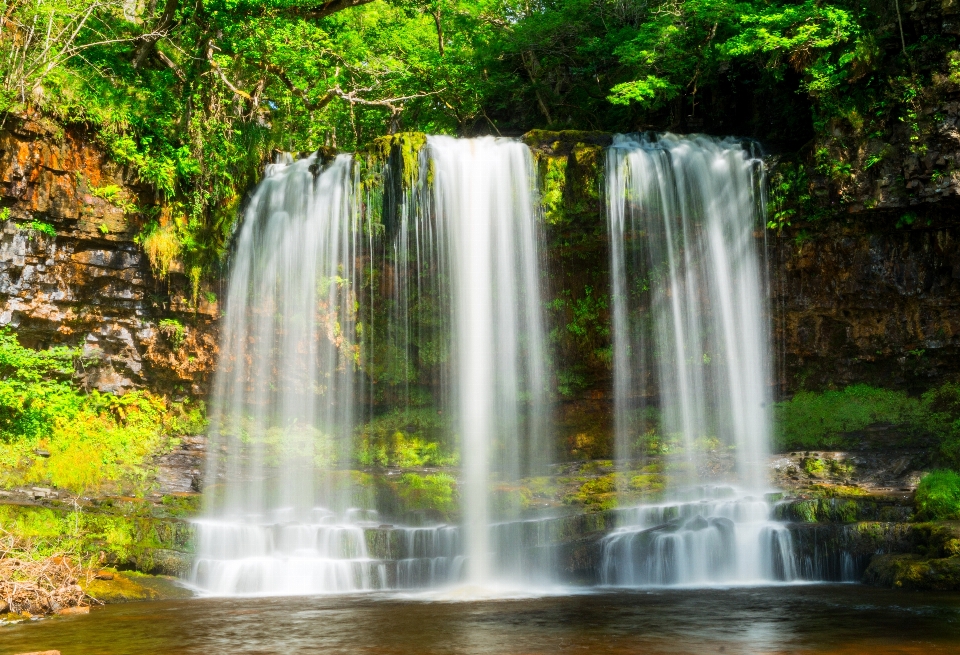 Albero acqua foresta cascata